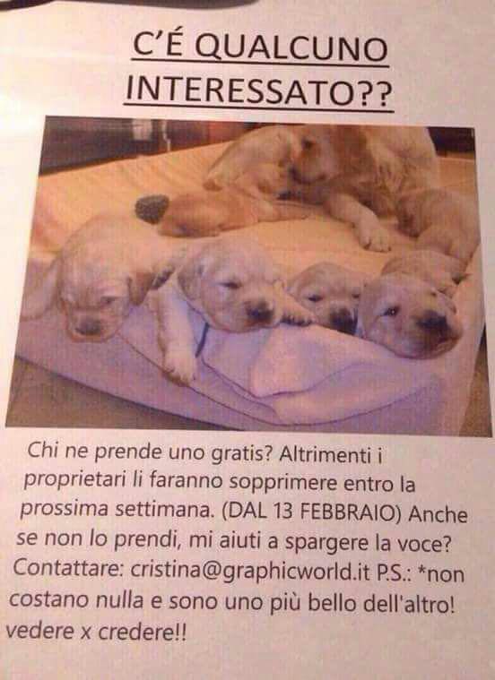 16426012_10212109133110097_5259825400972089290_n